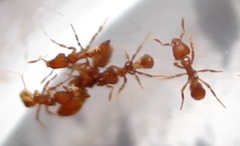 Strumigenys membranifera