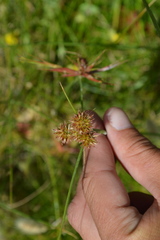 Juncus torreyi