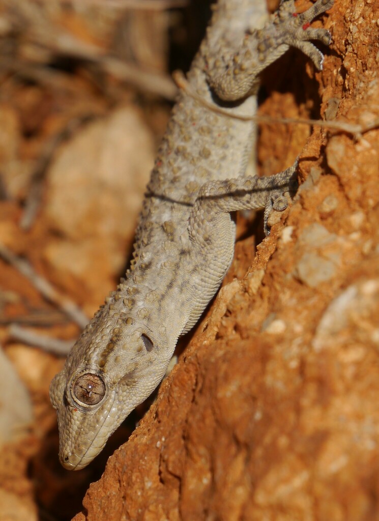 Moorish Gecko from Son Espanyol, Palma, Islas Baleares, España on June ...