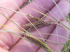 Carex flagellifera