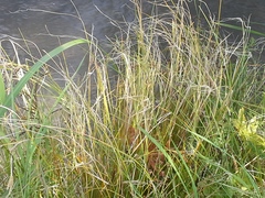Carex flagellifera