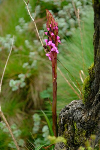 Image of Disa stairsii by (c) Jan Vršovský, some rights reserved (CC BY-SA)