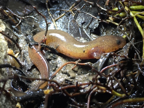 Mud Salamander
