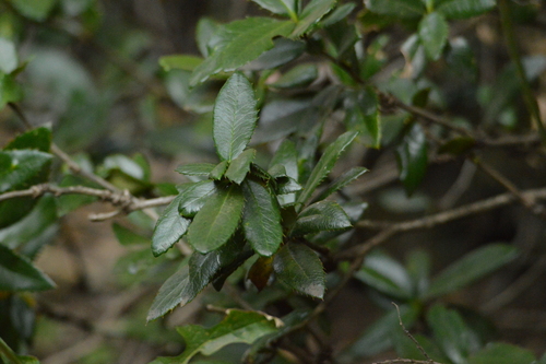 Berberis serratodentata, photograph 6