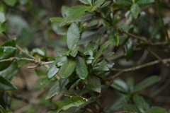 Berberis serratodentata, photograph Andrea Gantzer, CC BY, iNaturalist via GBIF