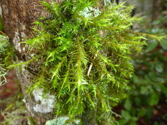 Orthotrichum papillosum