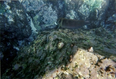 Ophioblennius steindachneri