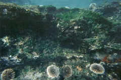 Ophioblennius steindachneri