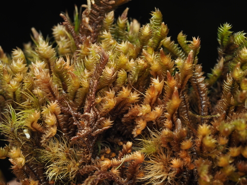 Anastrophyllum piligerum