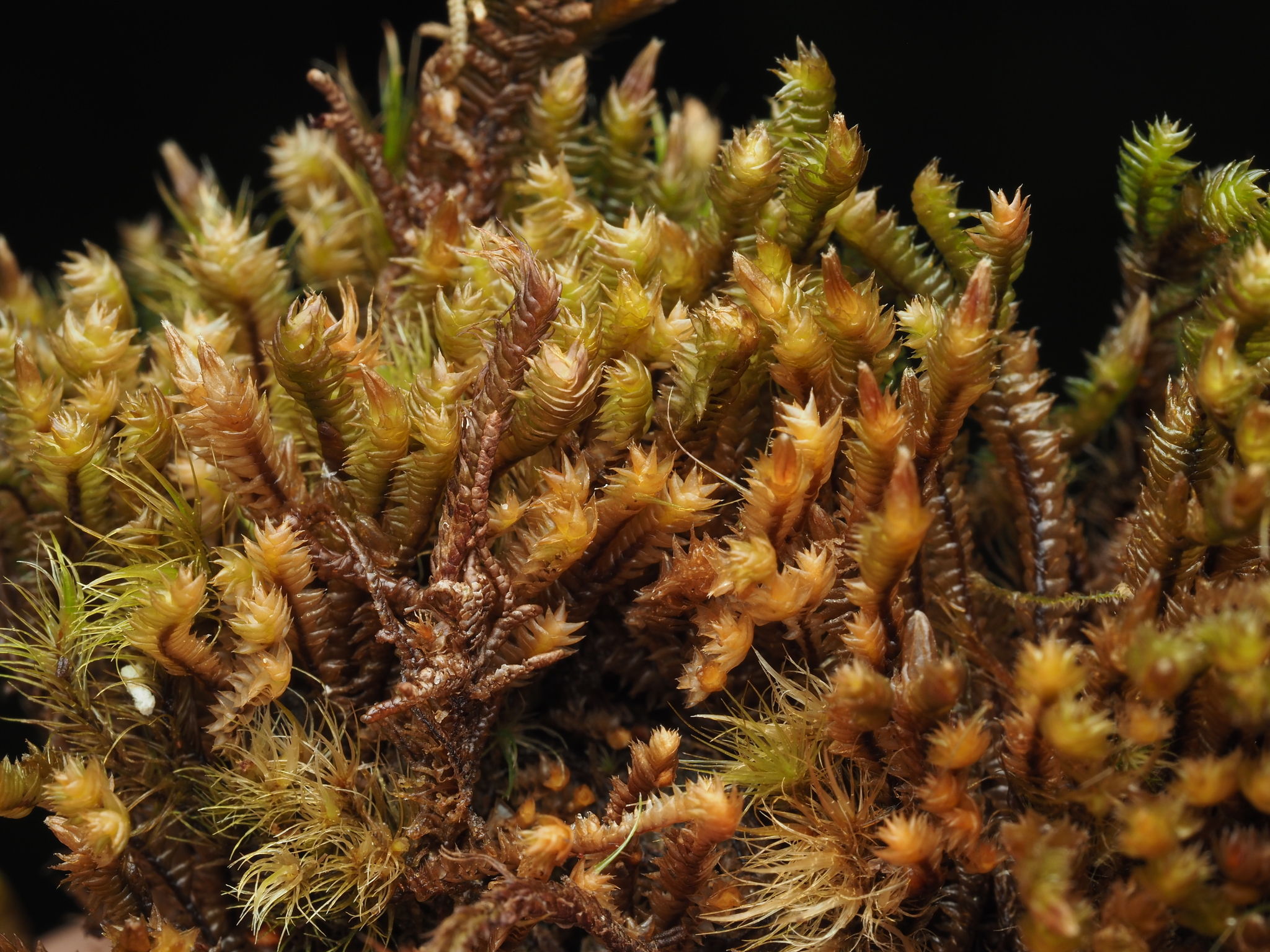 Anastrophyllum piligerum