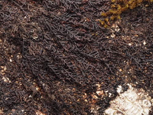 Frullania subtilissima