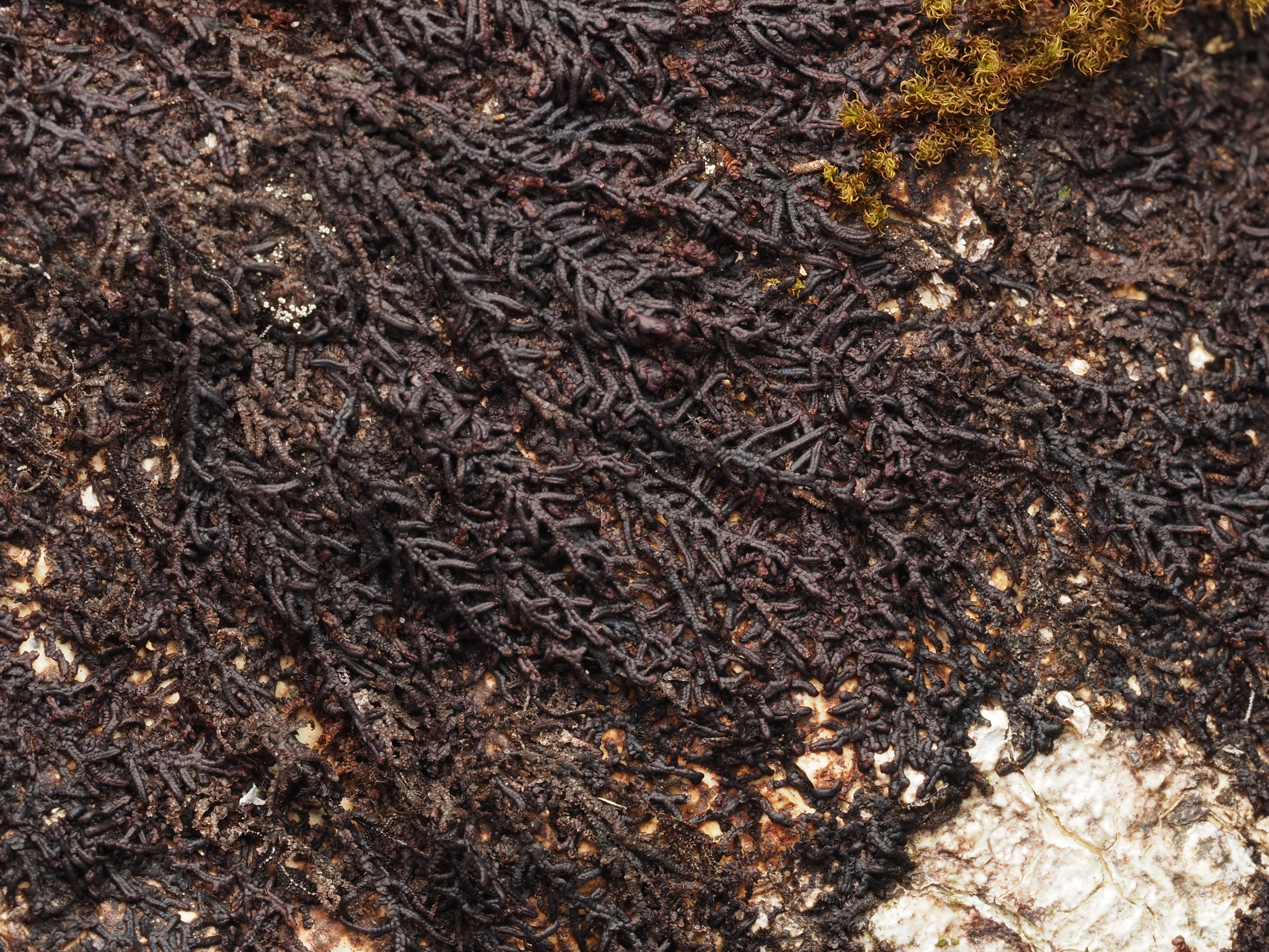 Frullania subtilissima
