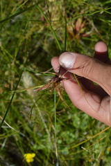 Juncus nodosus