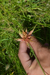 Juncus nodosus