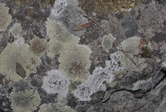 Carbonea latypizodes