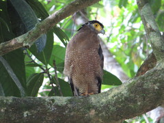 Spilornis cheela