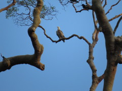 Haliaeetus leucogaster