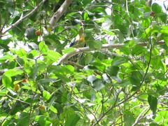 Treron capellei