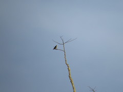 Microhierax latifrons