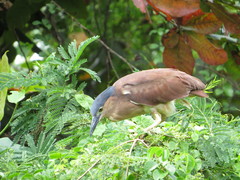 Nycticorax caledonicus