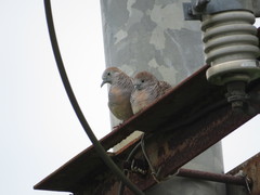 Geopelia striata