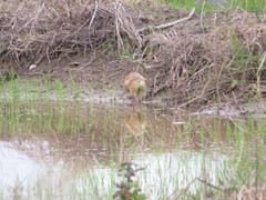 Ixobrychus cinnamomeus