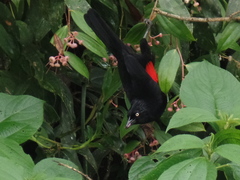 Hypopyrrhus pyrohypogaster