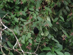 Hypopyrrhus pyrohypogaster