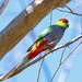 Red-capped Parrot - Photo (c) QuestaGame, some rights reserved (CC BY-NC-ND), uploaded by QuestaGame