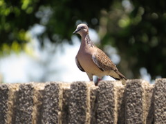 Streptopelia chinensis