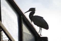 Egretta sacra