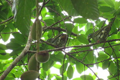 Treron curvirostra