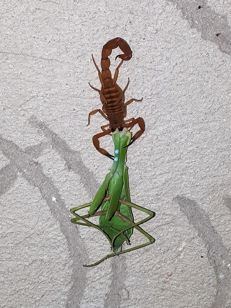 Sphodromantis kersteni from Matemwe, Zanzibar on January 24, 2020 at 10