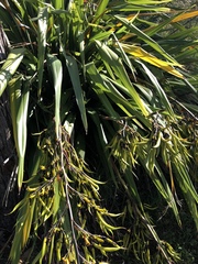 Phormium cookianum hookeri