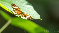 Cupha arias