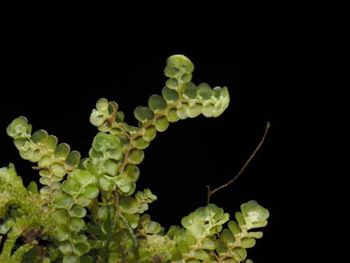 Radula episcia