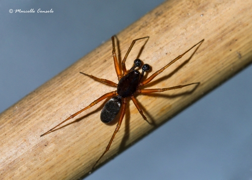 Latticed Sheet-web Weaver