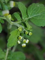 Dichrocephala integrifolia