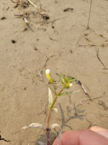 Image of Gratiola quartermaniae by (c) Erica Barkley, some rights reserved (CC BY)