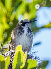 Tawny-Crowned Honeyeater photo 3