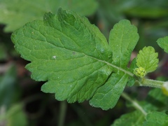 Dichrocephala integrifolia