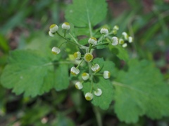 Dichrocephala integrifolia