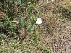 Linum monogynum monogynum