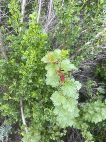 iNaturalist observation photo of Fuchsiaflower Gooseberry