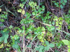 Apium prostratum filiforme