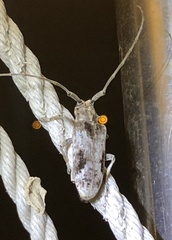 Blepephaeus succinctor