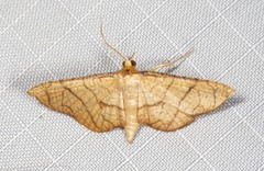 Hypolamprus ypsilon