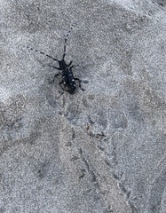 Anoplophora chinensis