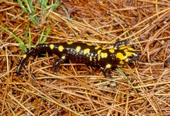 Salamandra corsica