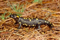 Salamandra corsica